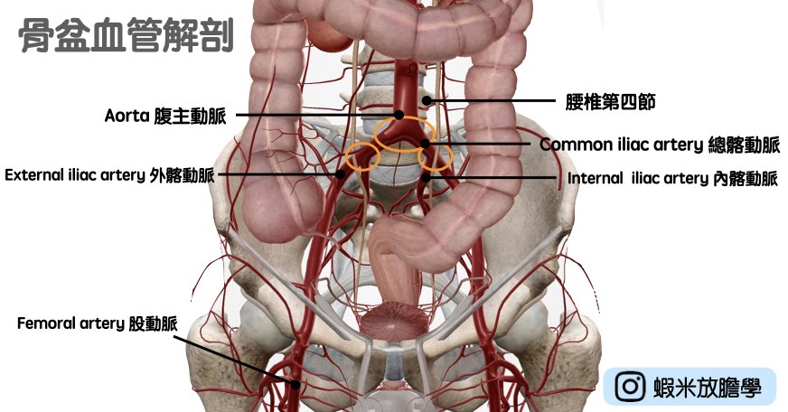骨盆血管解剖